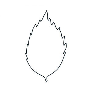 Leaf